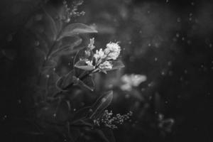 l wit bloem van een struik detailopname tegen een achtergrond van groen bladeren in zonneschijn voorjaar dag in de park foto