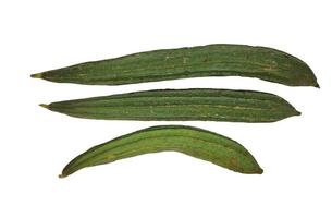 sommige groen luffa acutangula's of oyong geïsoleerd Aan wit achtergrond foto
