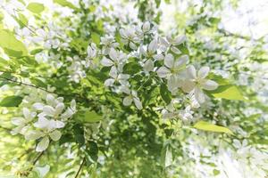 hangende naar beneden wit bloeiende appel boom takken Aan wazig appel gebladerte en bloemen achtergrond. foto