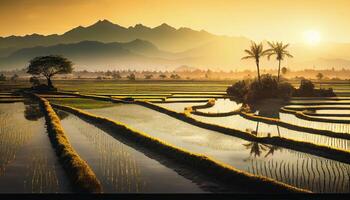 de schoonheid van de ochtend- panorama met zonsopkomst en rijst- velden. rijst- veld- in platteland. mooi goud kleur zonsondergang Bij rijst- veld. generatief ai. foto