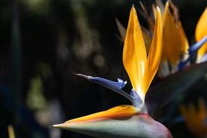 detailopname Bij mooi vogel van paradijs bloem. foto