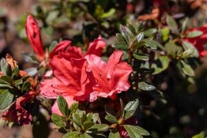 intiem visie van een rood rododendron bloeien foto