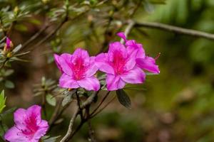 delicaat roze rododendron simsii bloesem foto