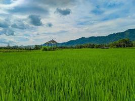 landschap visie van groen rijst- boerderij met berg achtergrond foto