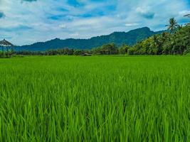 landschap visie van groen rijst- boerderij met bergen in de achtergrond foto