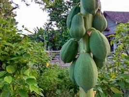 jong papaja is groen Aan de boom foto