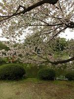 sakura bloem bloeiend in voorjaar seizoen foto
