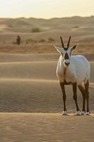 arabische oryx in de woestijn foto