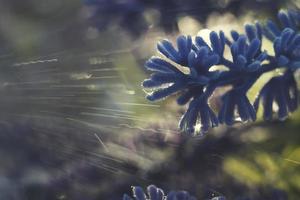 lavendel detailopname met water druppels. bloem macro foto