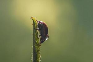 lieveheersbeestje Aan blad dichtbij omhoog Aan groen achtergrond foto