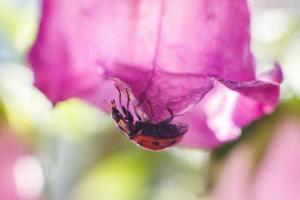 lieveheersbeestje Aan klok bloem dichtbij omhoog Aan een groen achtergrond foto