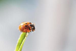 lieveheersbeestje Aan blad dichtbij omhoog Aan blauw achtergrond foto