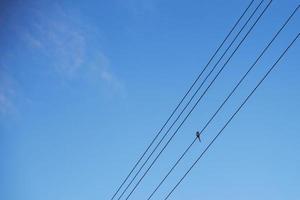 vogel kwikstaart zit Aan draden tegen een blauw lucht foto