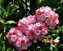 roze en rood 'klein linda' hybride berg laurier foto