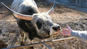 mooi koe portret in de dierentuin foto