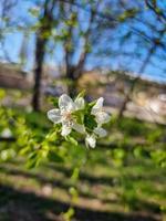 mooi sakura bloemen foto