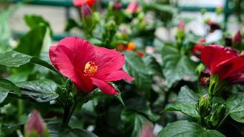 mooi hibiscus bloemen foto