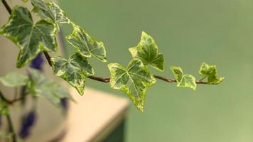 groen bladeren muur achtergrond wild druiven gebladerte structuur foto