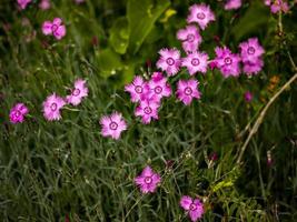 dianthus pinks bloemen in het veld foto