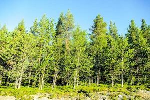 achtergrond met bomen foto