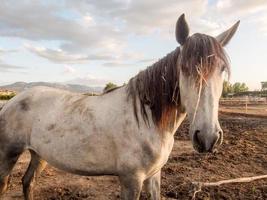 paard Bij de firma foto