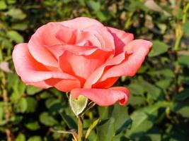 bloeiend zomer roos foto