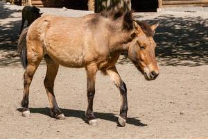bruin paard in de zon foto