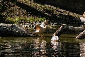 pelikaan zit Aan een log en is verwarmde in de zon foto