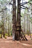 achtergrond met bomen foto