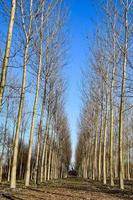 achtergrond met bomen foto