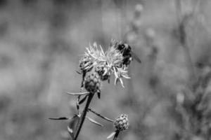 hommel verzamelt stuifmeel Aan een lila bloem foto