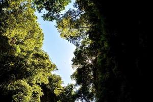 achtergrond met bomen foto