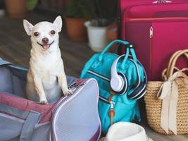 bruin chihuahua hond staand in reiziger huisdier vervoerder zak met reizen accessoires glimlachen en op zoek Bij camera, klaar naar reizen. veilig reizen met dieren. foto