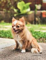 bruin lang haar- chihuahua hond zittend in de tuin , glimlachen en op zoek Bij camera. foto