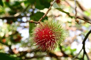 weinig rood en zoet ramboetan sappig fruit foto