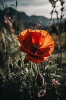 polly bloem in de wild boeiend fotografie van een mooi en bijzonder bloesem foto