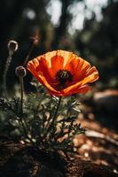 polly bloem in de wild boeiend fotografie van een mooi en bijzonder bloesem foto