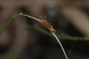 rups- met een wazig achtergrond foto