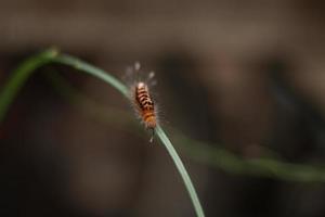 rups- met een wazig achtergrond foto