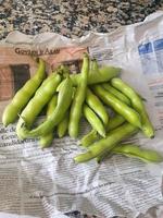 eco groot groen bonen verzameld in de tuin Aan de dagelijks krant- foto