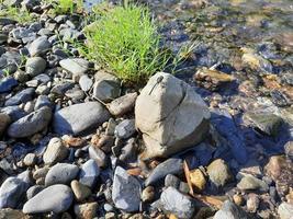 de libel Aan steen, kant rivier- foto