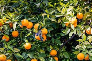 manarien boom met oranje fruit tegen de achtergrond van kruid bladeren met een blauw tit vogel foto