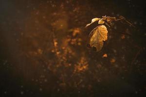 mooi herfst goud bruin bladeren Aan een boom Aan een zonnig dag met bokeh foto