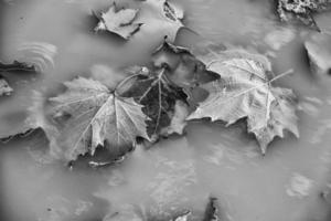 gedaald gouden en oranje vlak bladeren in een plas herfst achtergrond foto