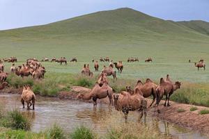 kudde van Bactrian kamelen drinken water in de steppen foto