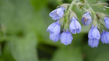 blauw klok bloem. detailopname afbeelding met zacht focus. natuur achtergrond. foto