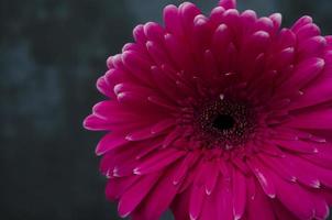 gerber madeliefje Aan de donker achtergrond. roze bloem detailopname. helder vers natuur bloem. foto