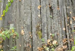 beschadigd houten schutting. oud wit hout planken. foto