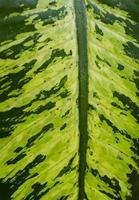 groen tropisch blad textuur. de groen blad detailopname. helder groen natuur kleuren. foto
