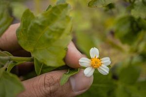 macro foto van weide bloem wit, roze geel en paars kleur. de foto is geschikt naar gebruik voor natuur bloem achtergrond, poster en reclame.